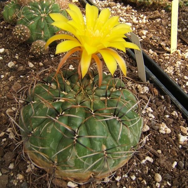 matucana-aureiflora.jpg