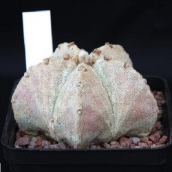 Astrophytum myriostigma ssp. potosinum