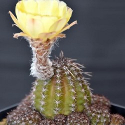 Echinopsis aurea v. caespitosa