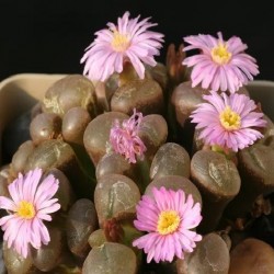 Ophthalmophyllum dinteri