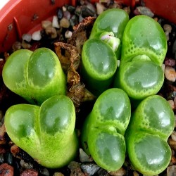 Ophthalmophyllum limpidum