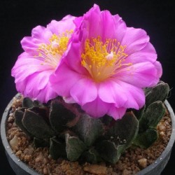 Ariocarpus scapharostrus