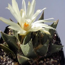 Ariocarpus trigonus