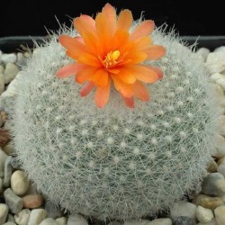 Parodia haselbergii