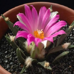 Ariocarpus agavoides