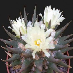 Ariocarpus trigonus v. elongatus
