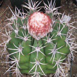Melocactus amoenus