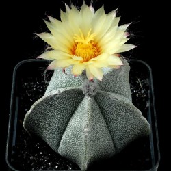 Astrophytum coahuilense
