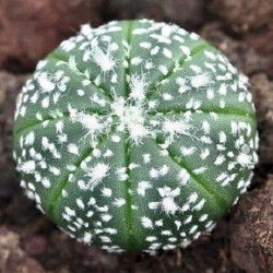 Astrophytum asterias cv Syowa Super