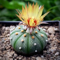 Astrophytum asterias "Gonzales"