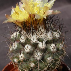 Copiapoa pendulina