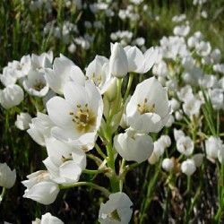 Ornithogalum multiflorum