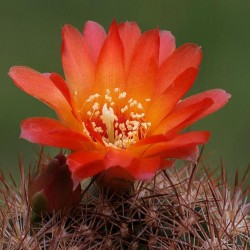 Sulcorebutia torotorensis