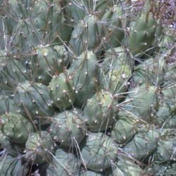 Tephrocactus echinaceus