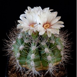 Gymnocalycium valnicekianum