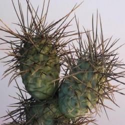 Tephrocactus aoracanthus
