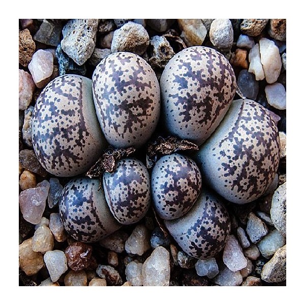 Lithops coleorum C396 seeds