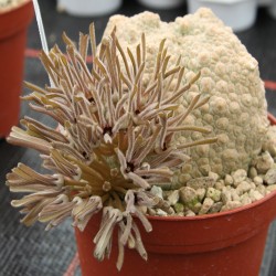 Pseudolithos cubiformis
