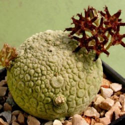 Pseudolithos sphaericus