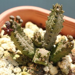 Pseudolithos mccoy