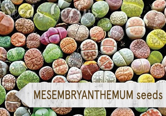 Mesembryanthemum seeds