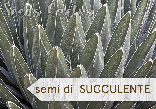 Semi di succulente