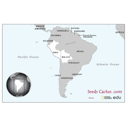 Semi di Oreocereus celsianus v. urmiriensis
