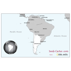 Semi di Oreocereus trollii