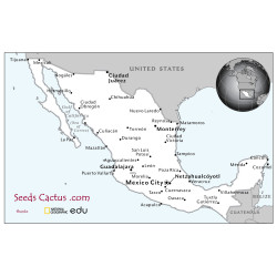 Semi di Agave bovicornuta