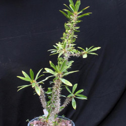 Semi di Euphorbia didiereoides