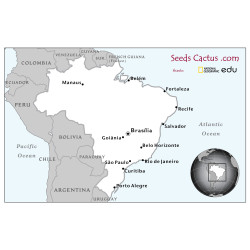 Semi di Sinningia striata