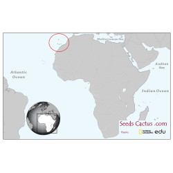 Semi di Euphorbia handiensis