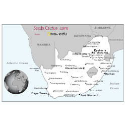 Semi di Euphorbia pentagona