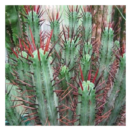 Semi di Euphorbia pentagona