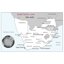 Semi di Mestoklema arboriforme