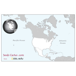 Semi di Pediocactus brevihamatus ssp. tobuschii