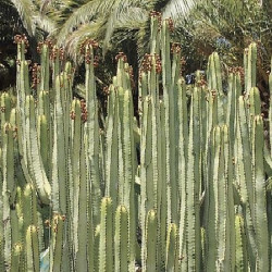 Semi di Euphorbia canariensis
