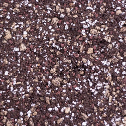 Hoya Potting Soil for Sale Online – Professional Draining Substrate