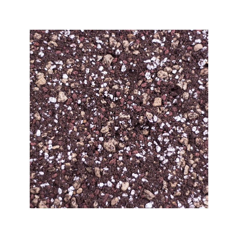 Hoya Potting Soil for Sale Online – Professional Draining Substrate