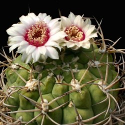 Gymnocalycium pflanzii